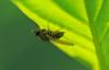 Calliopum sp.